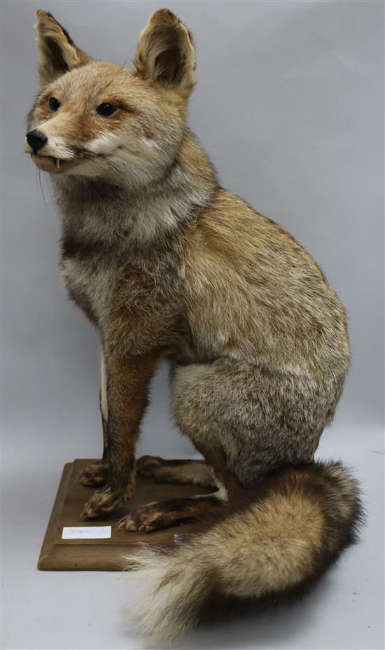 A taxidermic fox, on stand